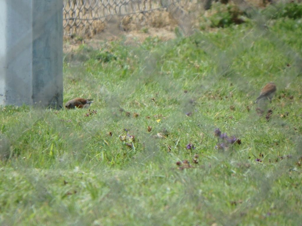 welke vogeltjes zijn dit